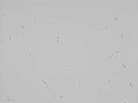 Issatchenkia orientalis ATCC 32196 growing in the lab.