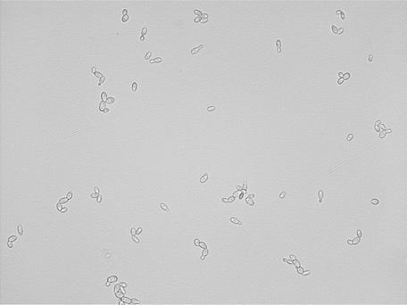 Issatchenkia orientalis SD108 growing in the lab.