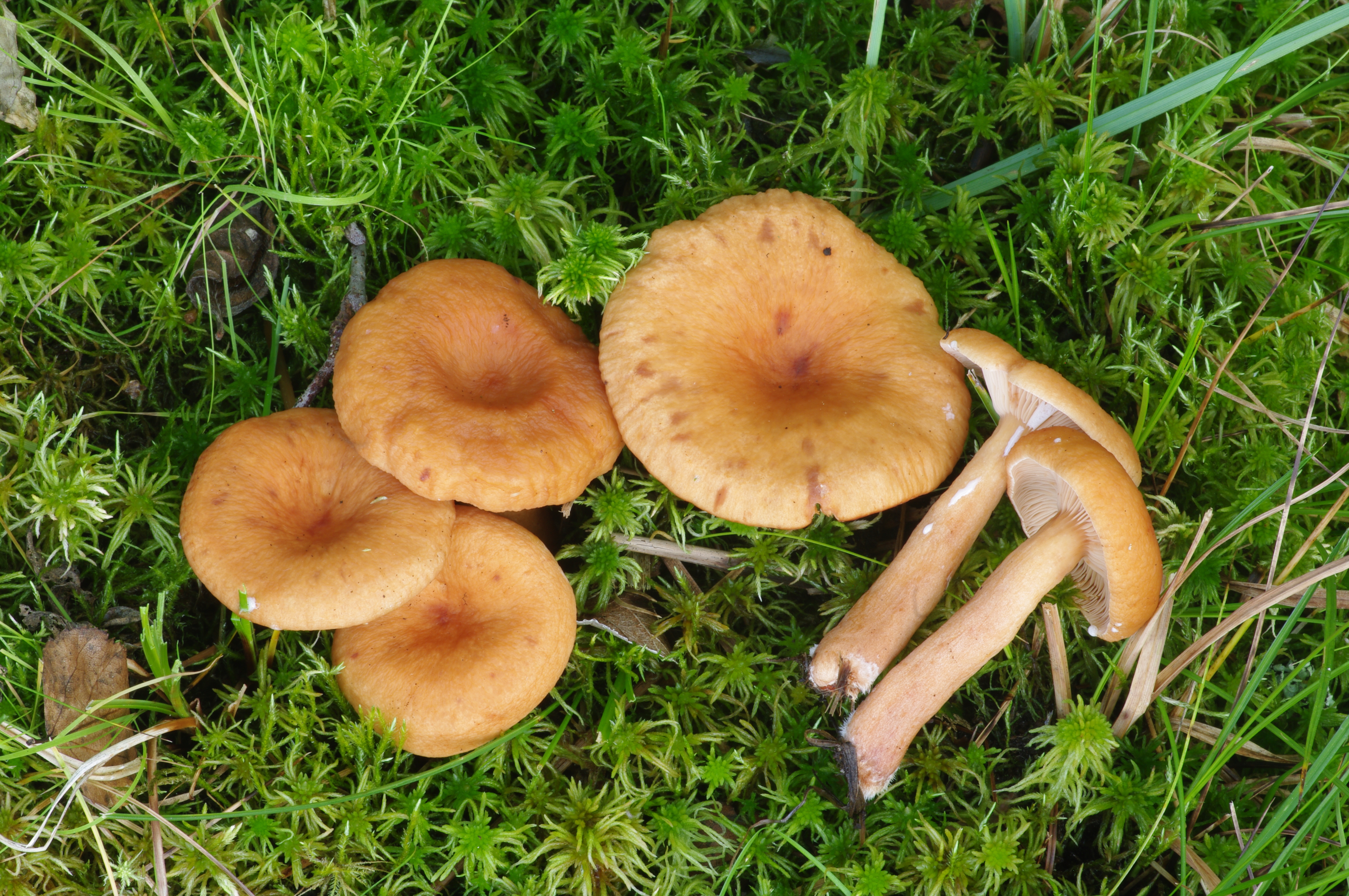 Lactarius tabidus