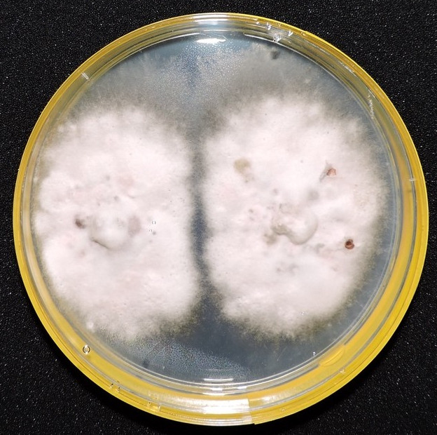 A mycelial culture of Leptosphaeria microscopica (Photo credits: Fabiola Lucini, Filipe de Carvalho Victoria).