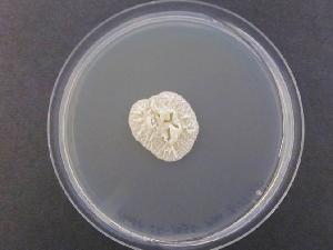 Photo of Leucosporidiella creatinivora UCDFST 62-1032 v1.0