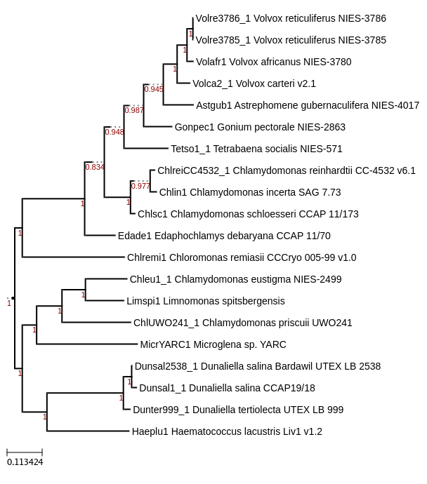 Maximum-Likelihood phylogeny generated by FastTree for Limnomonas spitsbergensis and other Chlorophyta species