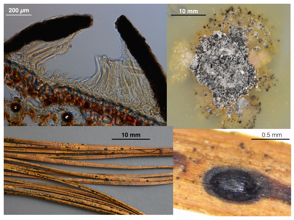 Figure clock-wise from top left:
Transversal section of ascocarp.
Culture growing on 2% malt extract agar. Images by Rodolfo Salas Lizana.
Top view of ascocarp on dead pine needle.
Pine needles with ascomata and conidiomata.