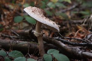 Macrolepiota fuliginosa