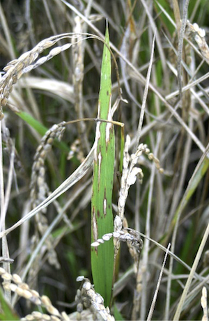 Rice blast lesions induced by P. oryzae on adult rice leaves