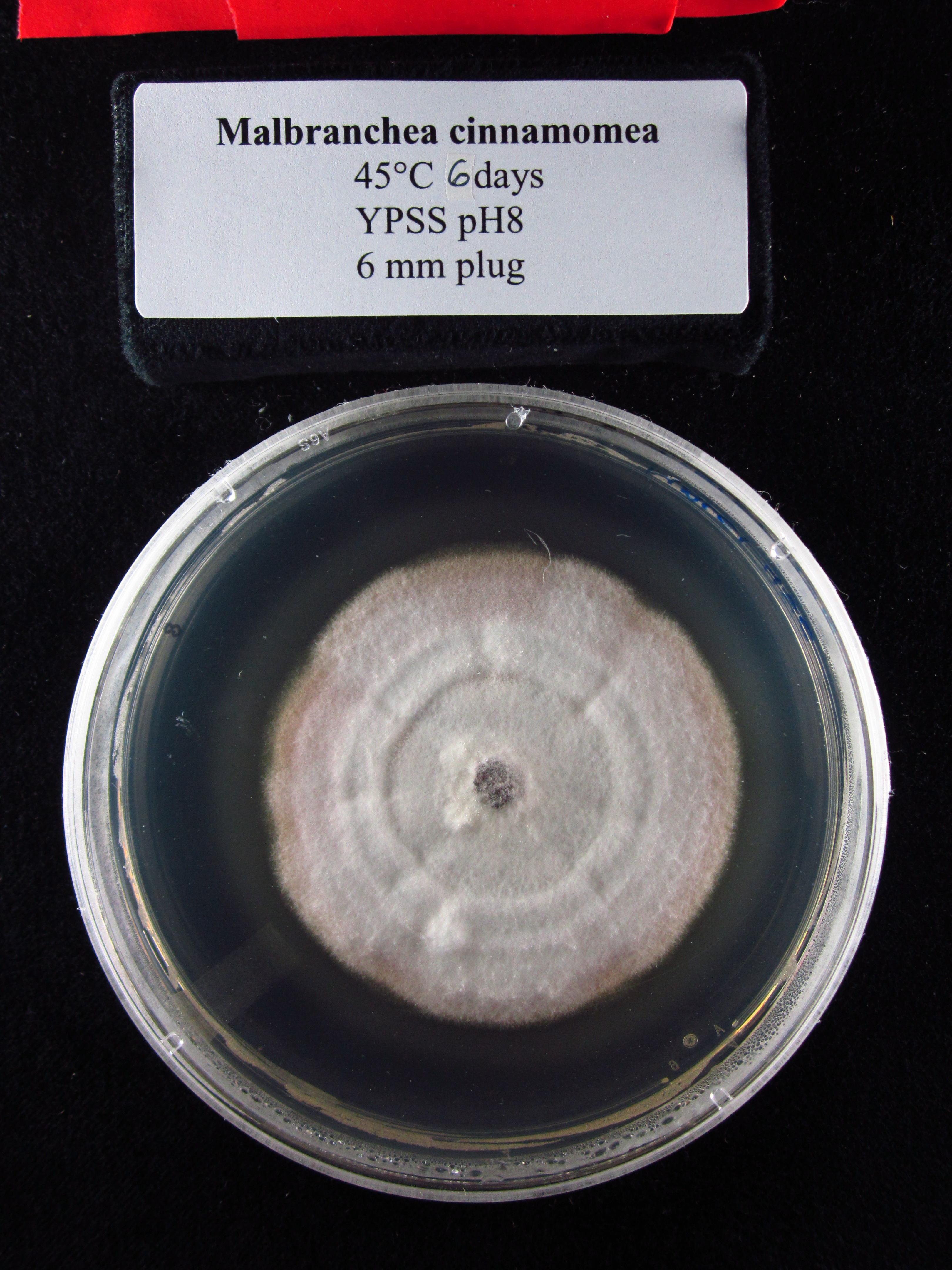 Photo of Malbranchea cinnamomea CBS 34355