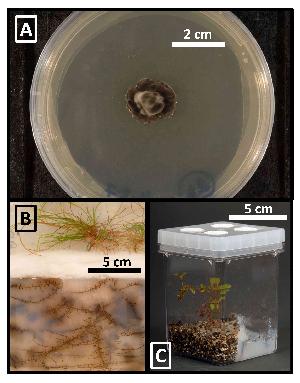 Meliniomyces bicolor