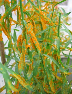 Photo of Melampsora lini CH5 haplotype C v2.0