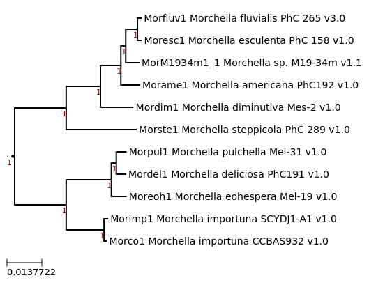 Maximum-Likelihood phylogeny generated by FastTree for Morchella fluvialis M19-34m and other example Morchella species