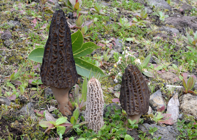 Photo of Morchella kakiicolor PhC 280 v3.0