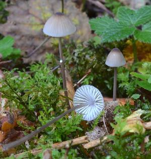 Mycena galopus