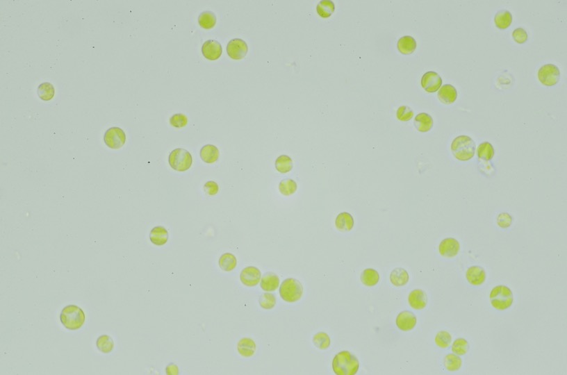 Micrograph of Nannochloris desiccata UTEX 2526.