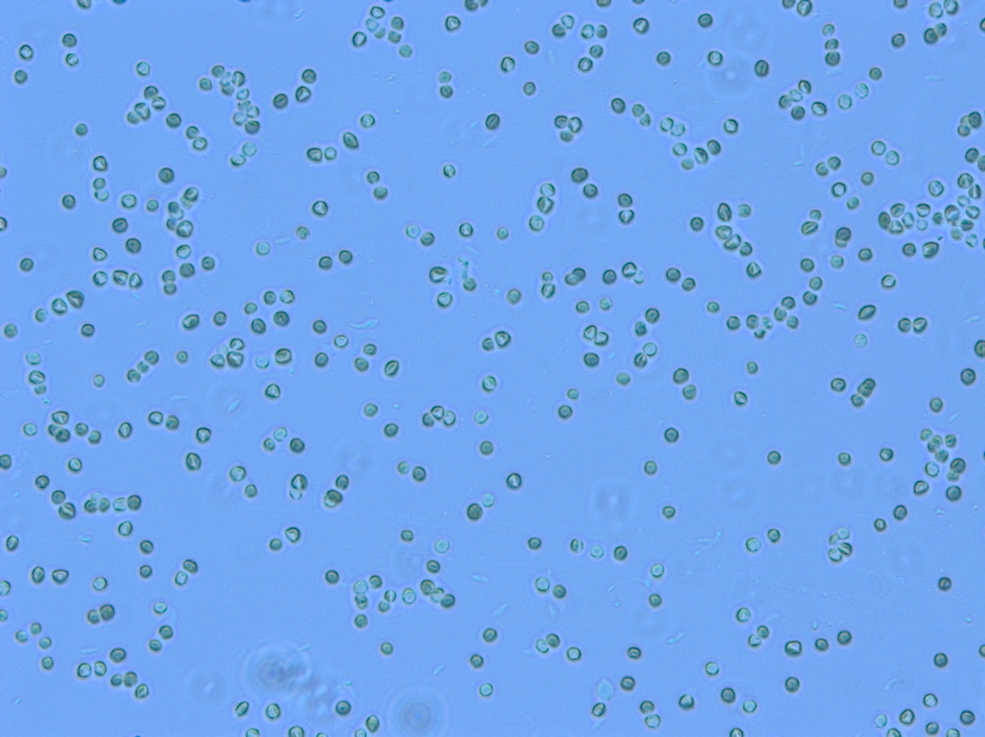 Micrograph of Nannochloropsis oceanica C018.