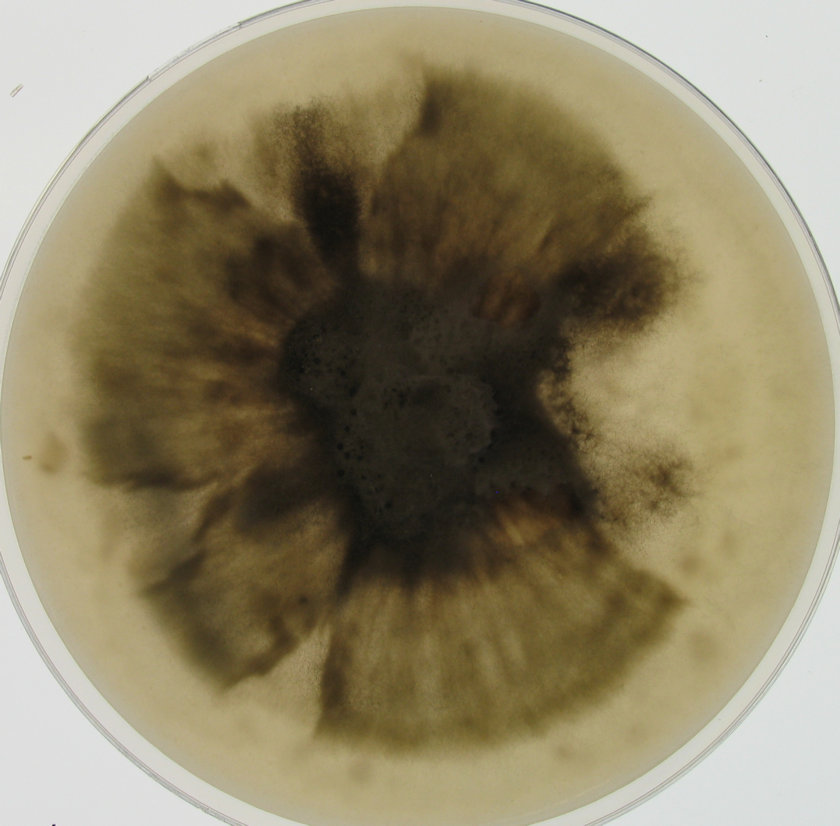 Naviculisporaceae PSN640