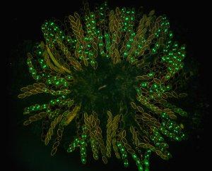 Photo of Neurospora crassa FGSC2489 74-OR23-1VA (aka "74A") v3.0