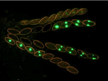 4:4 segregation of spores for the GFP phenotype