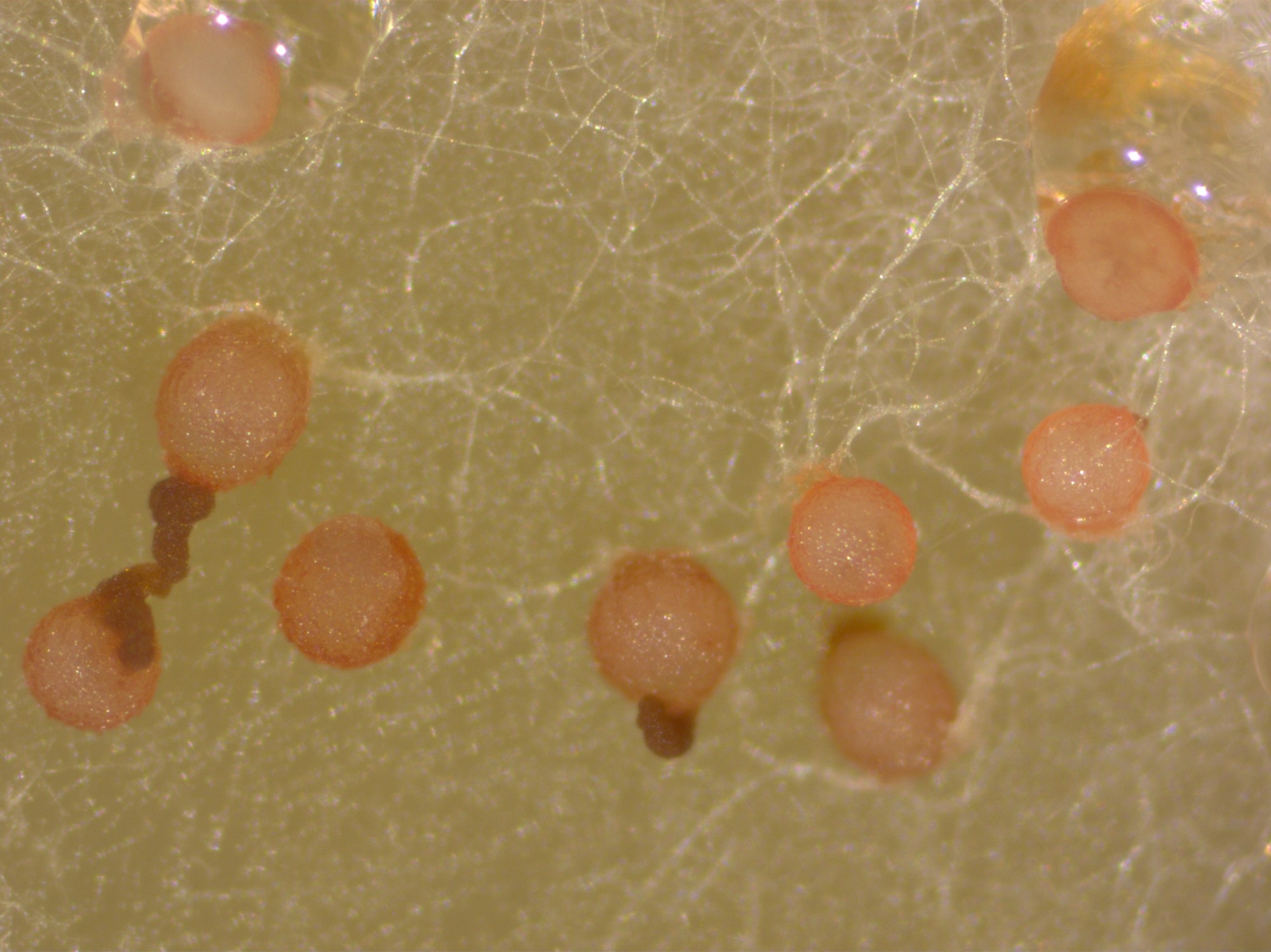 Perithecia of Neocosmospora boninensis.