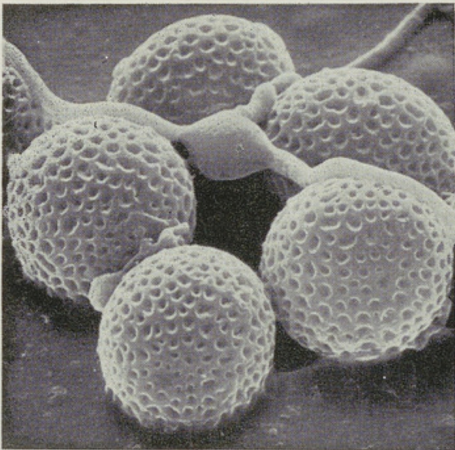 Ascospores of Neurospora fallaciosa