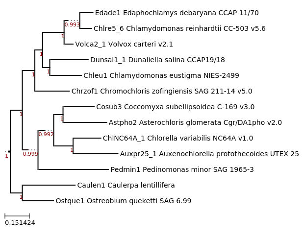 Maximum-Likelihood phylogeny generated by FastTree for Ostreobium queketti SAG 6.99 and related species