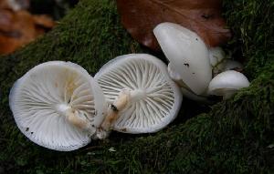 Oudemansiella mucida, by J.M. Barrasa.