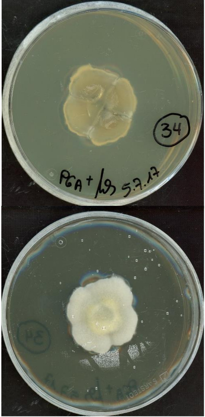 Paraphoma chrysanthemicola growing in the lab.