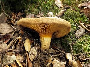 Paxillus involutus