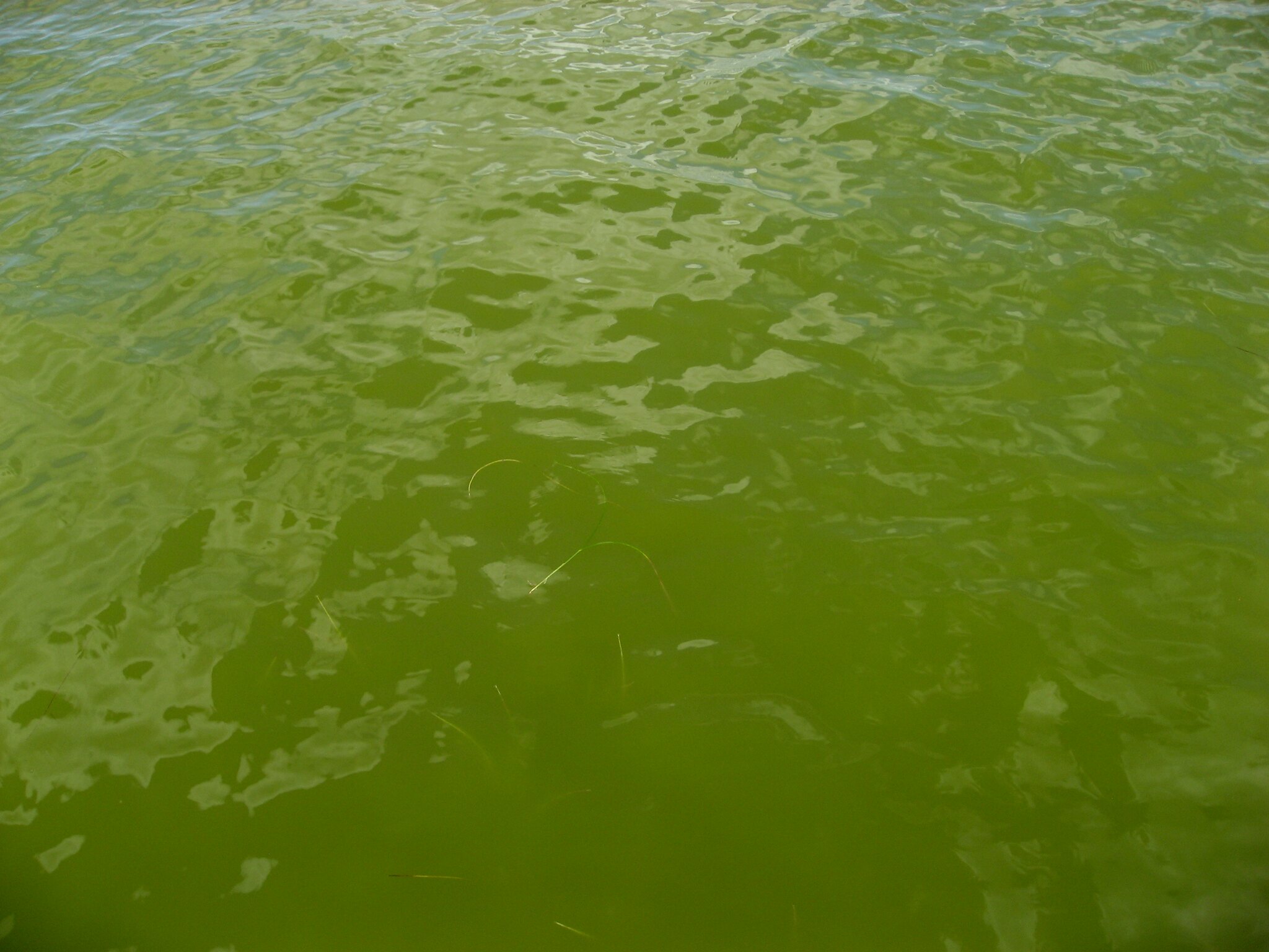 Pedinophyceae Bloom, Indian River Lagoon, Home Point, Brevard County, June 3, 2011 [Image credit: FWC Fish and Wildlife Research Institute via <a href="https://www.flickr.com/photos/myfwc/6442818691" target=_new>Flickr</a>; <a href="https://creativecommons.org/licenses/by-nc-nd/2.0/" target_new>CC BY-NC-ND 2.0</a>]