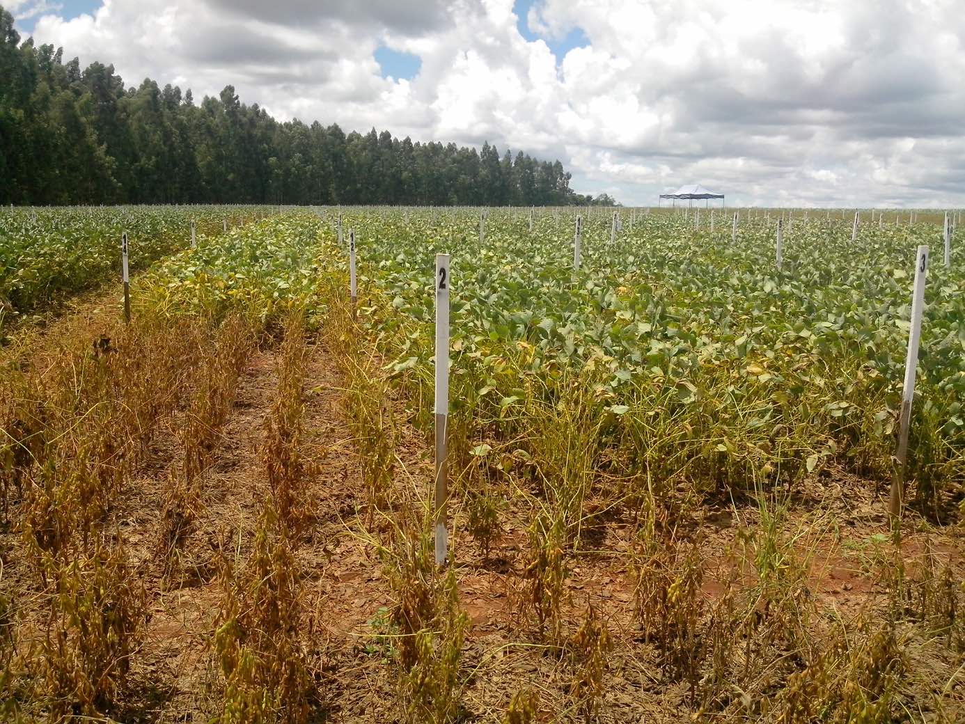 Fungicide field trial plots close to Dourados (Mato Grosso do Sul, Brazil). Untreated control plot in the foreground, with soybean plants showing a high level of infestation with Phakopsora pachyrhizi (Picture by S. Lamprecht, Bayer Division Crop Science).