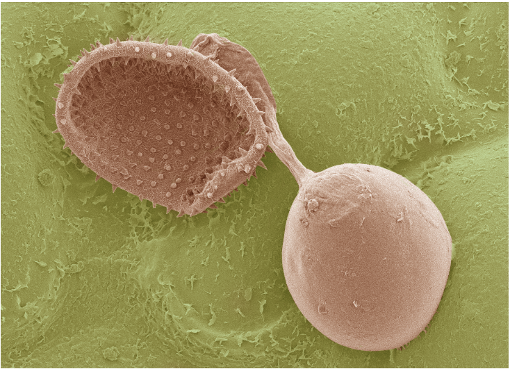 Scanning electron micrograph of a germinated urediniospore of P. pachyrhizi that developed a germ tube and an appressorium on a soybean leaf.