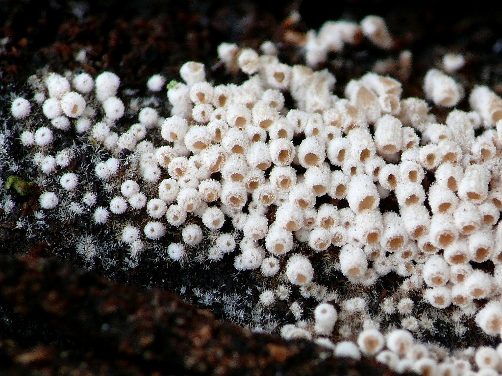 Phaeosolenia platensis Speg.