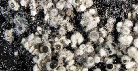 Phyllosticta citribraziliensis on PDA showing Pycnidia.
Image Credit: Pedro Crous