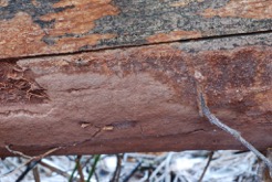 Phellinidium ferrugineofuscum by Otto Miettinen.