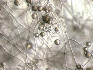 Phytophthora cinnamomi image