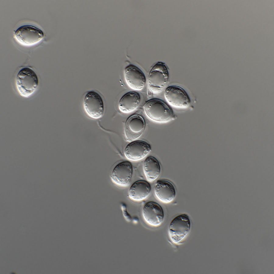 Conidia.