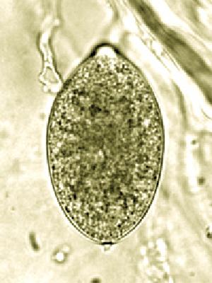 Phytophthora ramorum photo