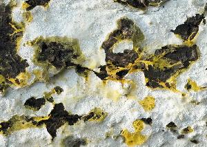 Piloderma croceum