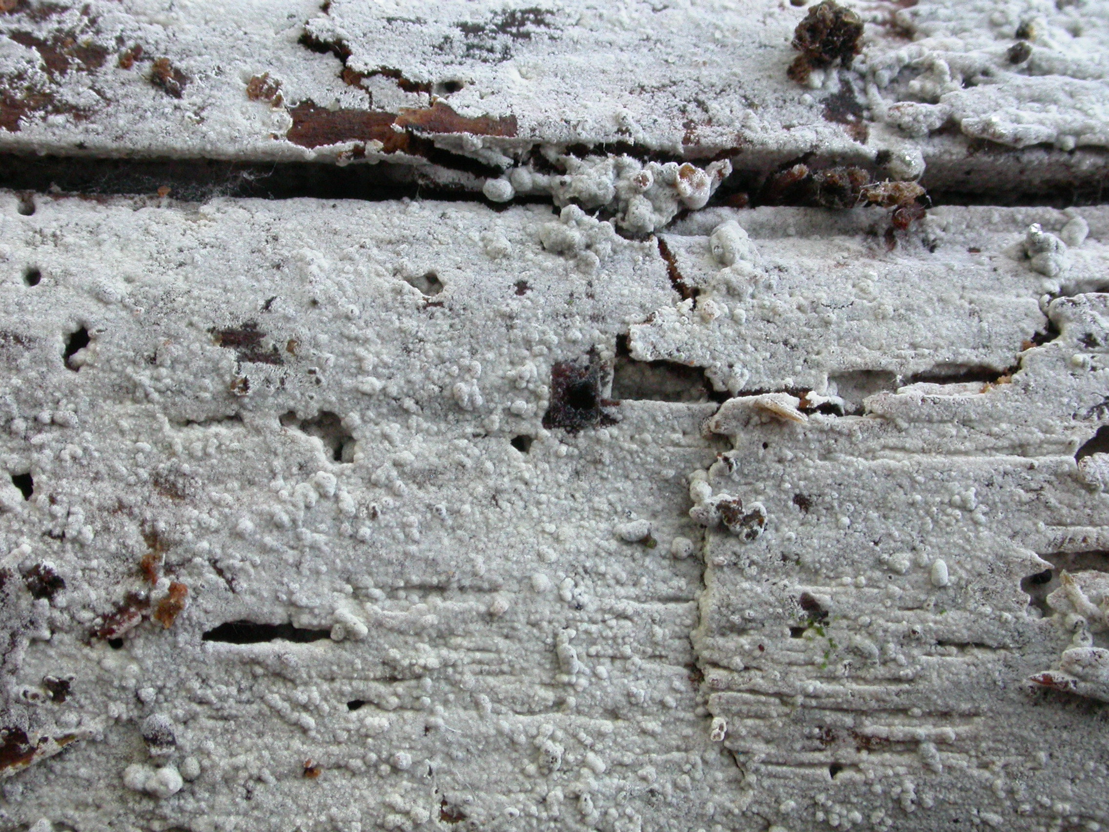 Piloderma spaerosporum