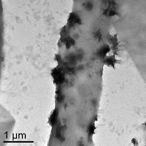Transmission electron microscope (TEM) image showing hypha of Plectosphaerella cucuminera DS2psM2a2. Dark (electron dense) clusters along the exterior of the cell wall are aggregates of Mn-oxide minerals produced by the fungus.