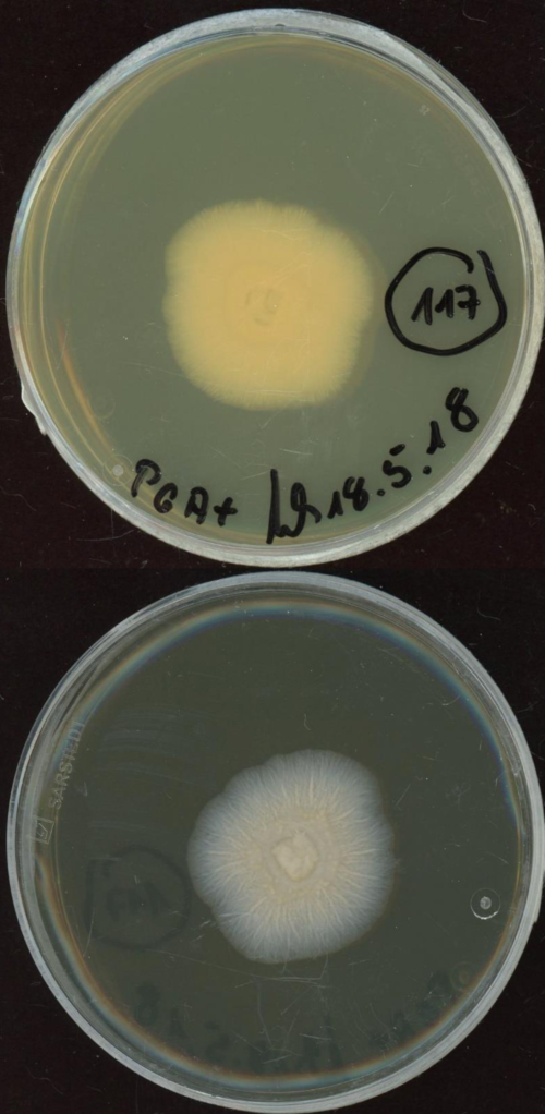 Plectosphaerella cucumerina MPI-SDFR-AT-0117 growing in the lab.