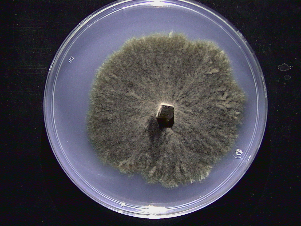 Podospora inquinata