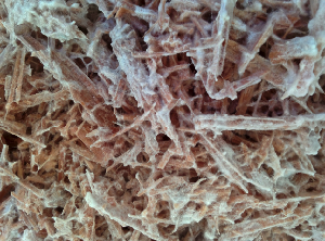 Growth of Polyporus brumalis on miscanthus.
Picture from Simeng Zhou, INRA-Aix Marseille University, Marseilles, France