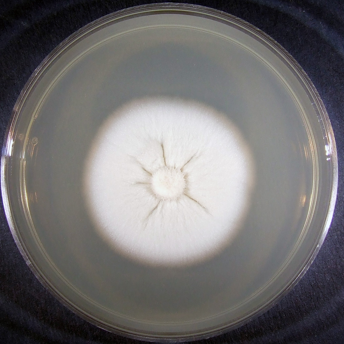 Polyphilus sieberi