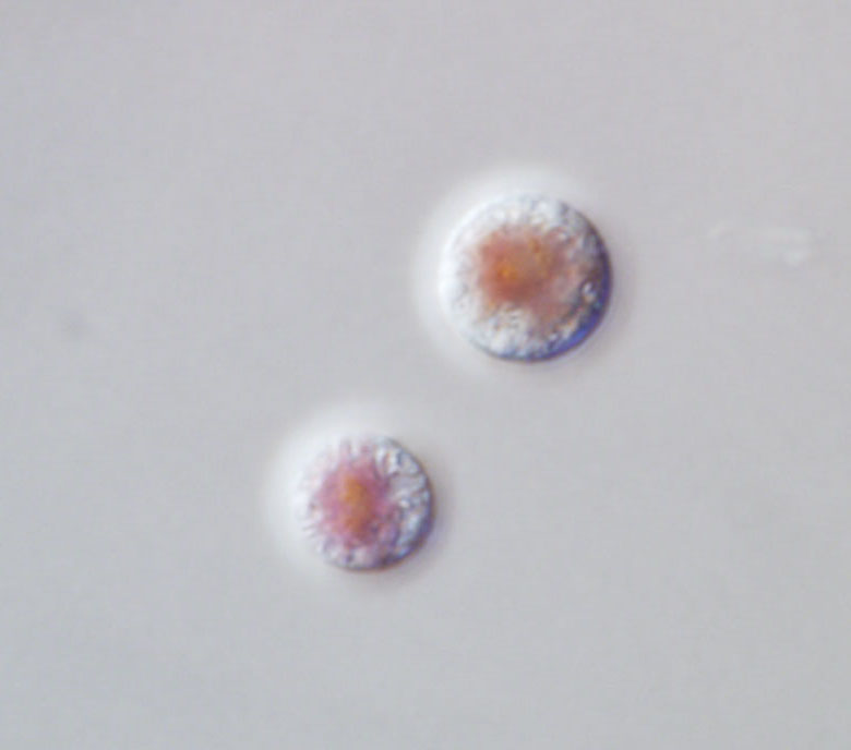 Image of P. purpureum from
<a href="https://www.wikidata.org/wiki/Q34733453#/media/File:Porphyridium_purpureum1.jpg">Wikimedia Commons</a> used under a <a href="https://creativecommons.org/licenses/by-sa/4.0/deed.en">Creative Commons Attribution-Share Alike 4.0 International</a>.