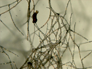Light microscope image showing hyphae of Pyrenochaeta sp. DS3sAY3a. Dark brown particle attached to hyphae is an aggregate of Mn-oxide minerals produced by the fungus. Field of view is 0.95 mm.