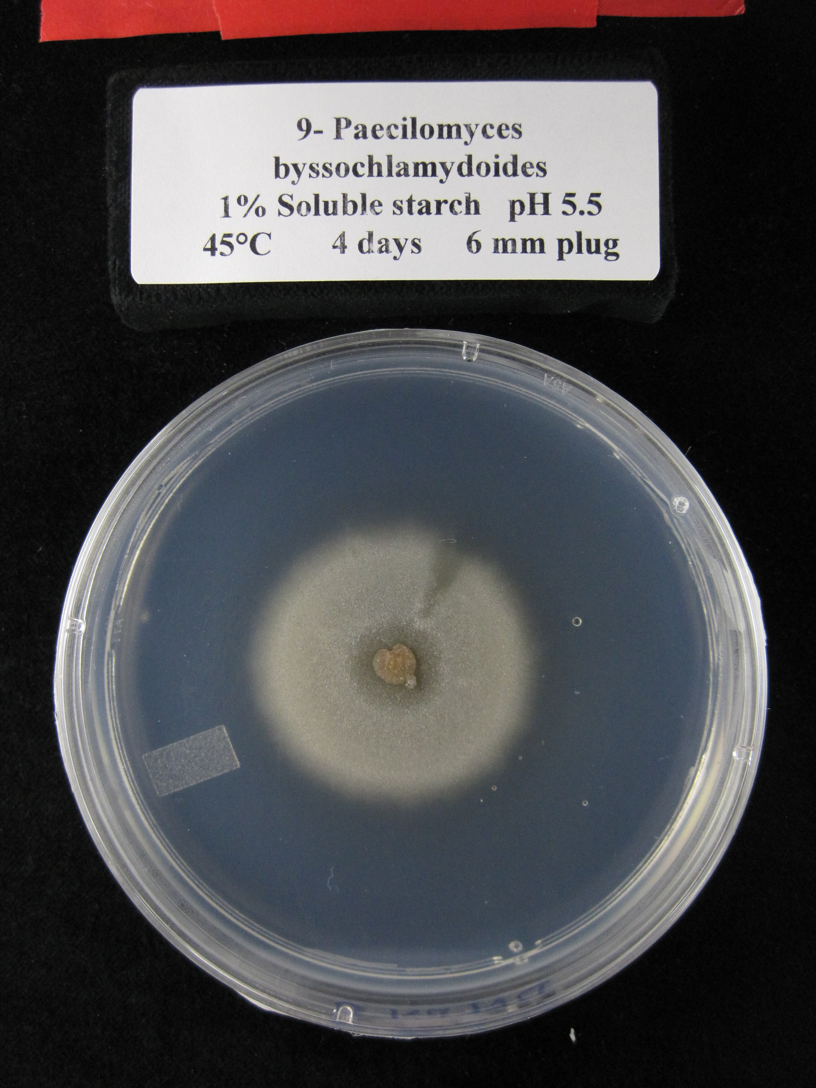 Photo of Rasamsonia byssochlamydoides NRRL 3658