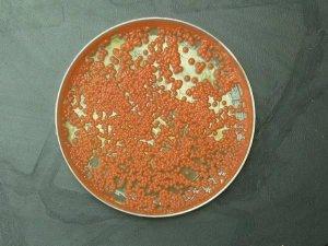 Image of Rhodotorula graminis strain WP1 in a Petri dish.
