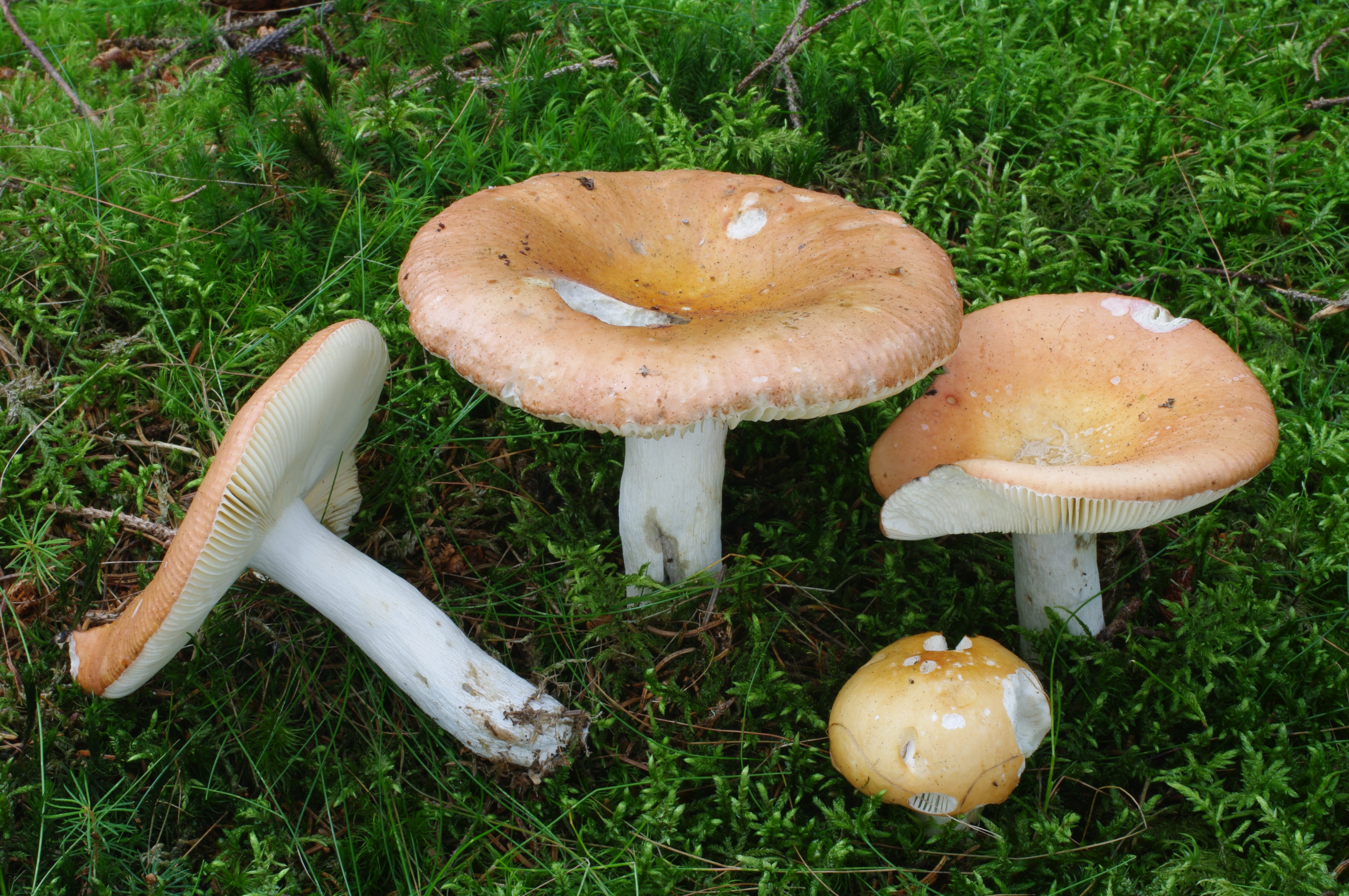 Russula decolorans