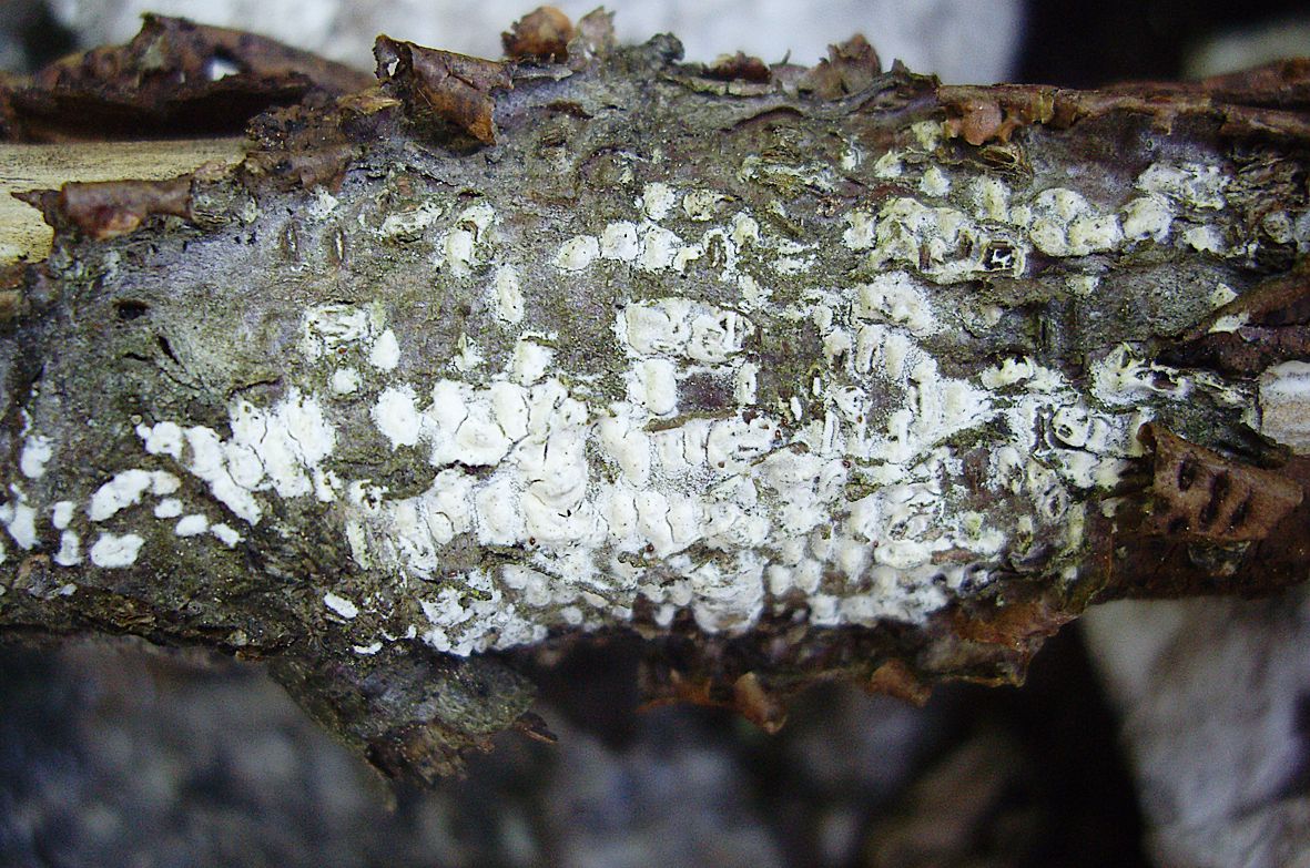 Fruiting body of Saccosoma farinaceum, collection Spirin 13934 (H), origin of the genome. [Photo by Viacheslav Spirin]