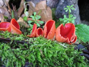 The cup-fungus Sarcoscypha coccinea (Jacq.) Sacc. Photographed in Tomales Bay SP, Heart's Desire Beach woods, Marin CO, CA, USA. This image was created by user Ryane Snow (snowman) at Mushroom Observer, a source for mycological images.