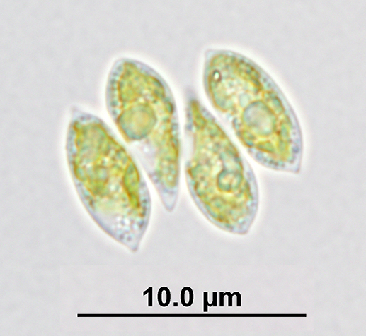 Scenedesmus obliquus